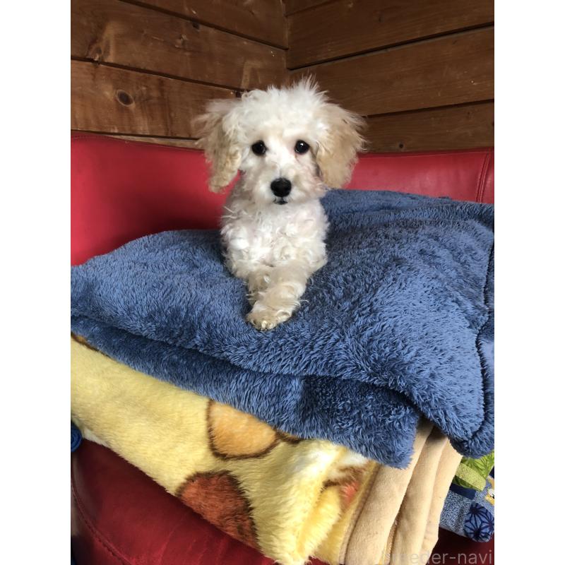 販売中の兵庫県のトイプードル-431958