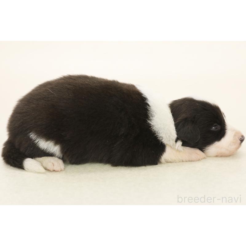 販売中の神奈川県のボーダーコリー-453558の4枚目