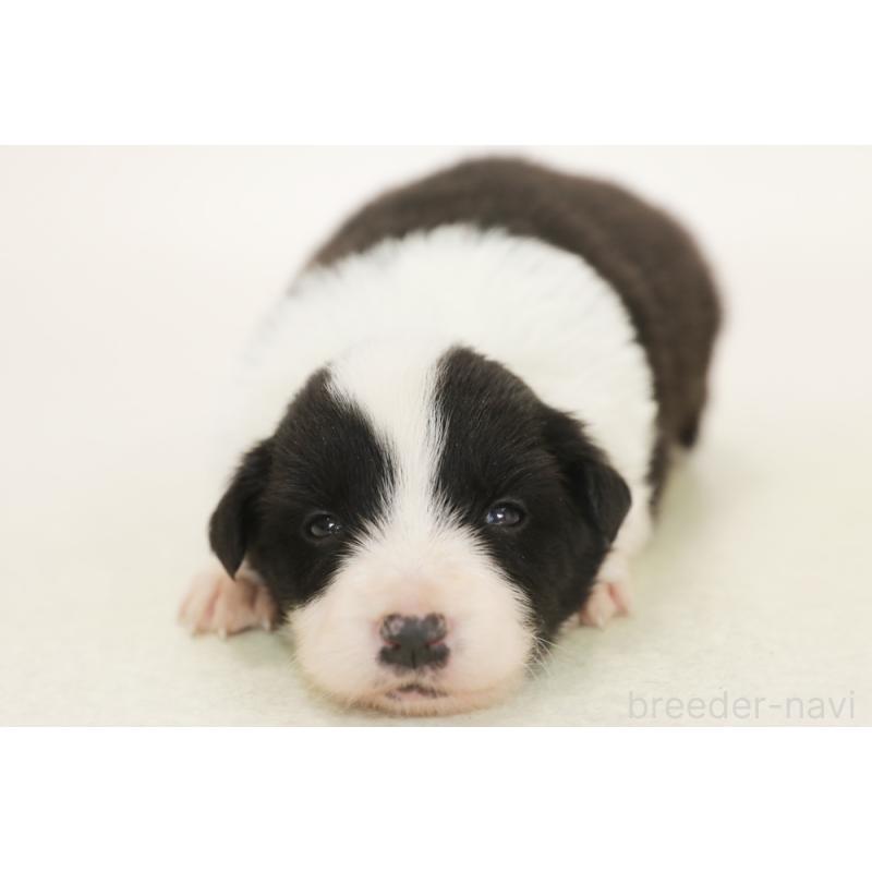 販売中の神奈川県のボーダーコリー-453558の3枚目