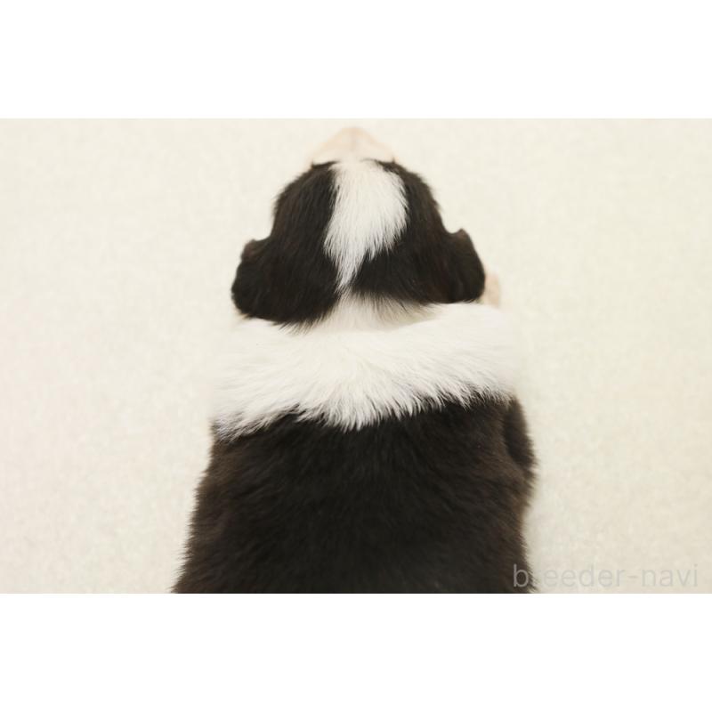 販売中の神奈川県のボーダーコリー-453558の2枚目