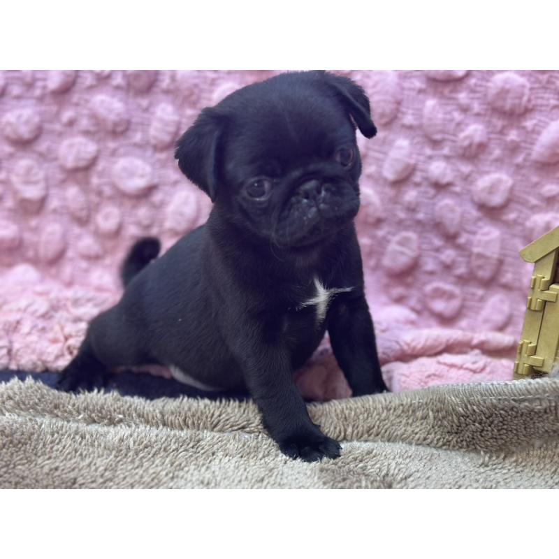 販売中の茨城県のパグ-453559の13枚目