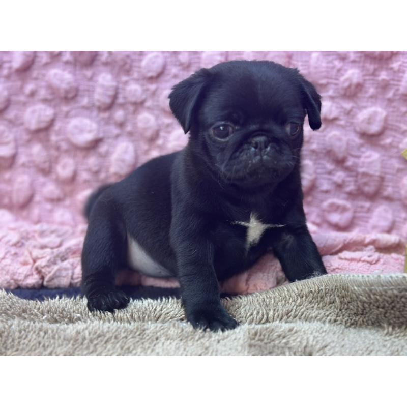 販売中の茨城県のパグ-453559の12枚目