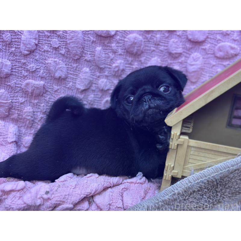 販売中の茨城県のパグ-453559の11枚目