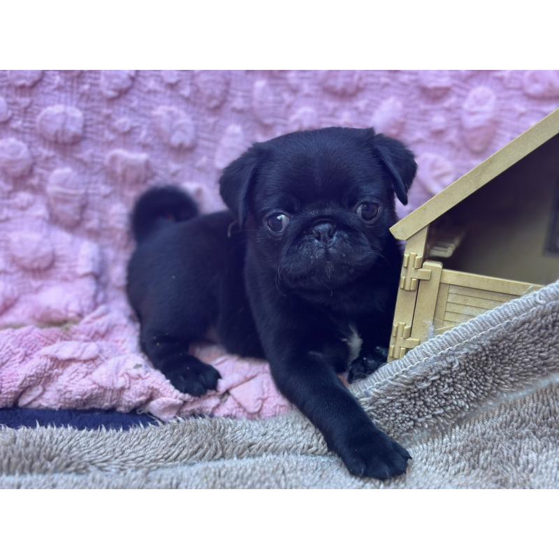 販売中の茨城県のパグ-453559の9枚目