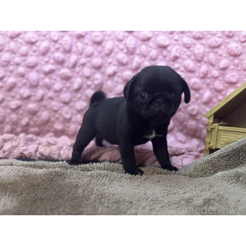 販売中の茨城県のパグ-453559の8枚目