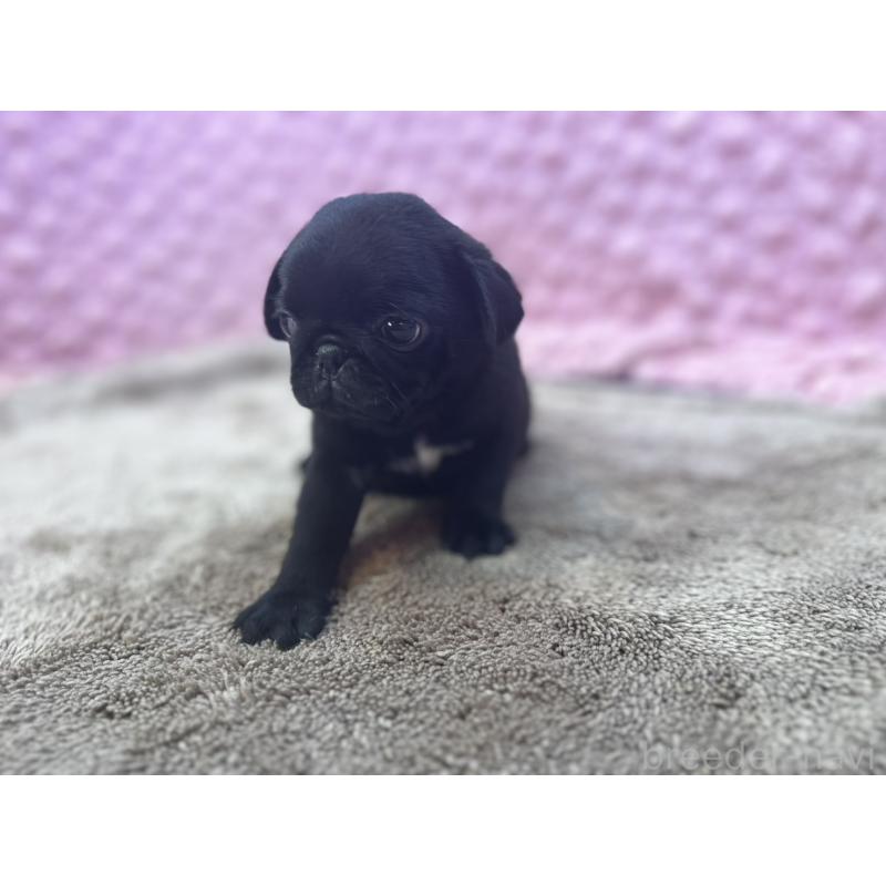 販売中の茨城県のパグ-453559の6枚目