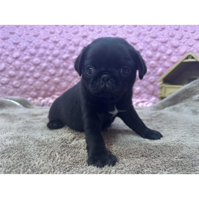 販売中の茨城県のパグ-453559の5枚目