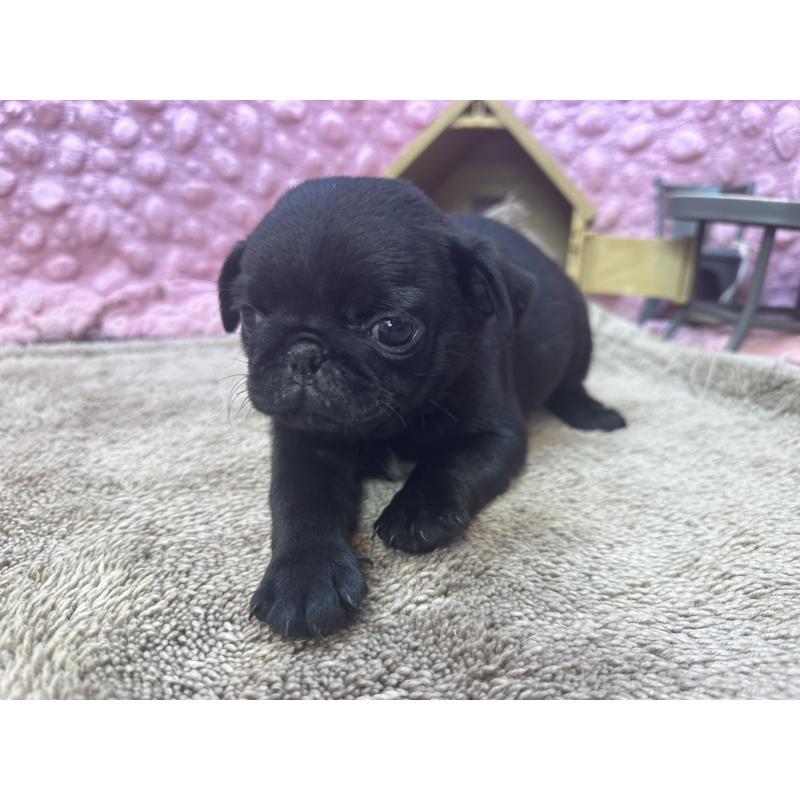 販売中の茨城県のパグ-453559の4枚目