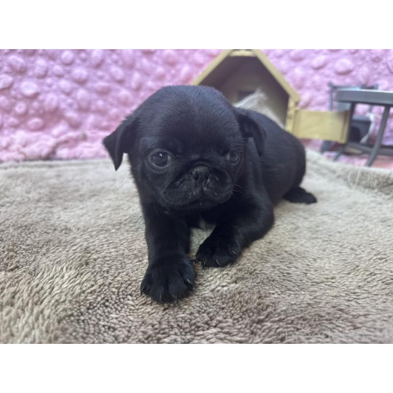 販売中の茨城県のパグ-453559の3枚目