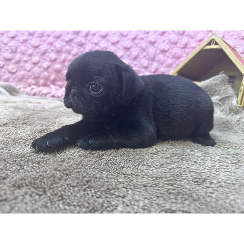 販売中の茨城県のパグ-453559の2枚目