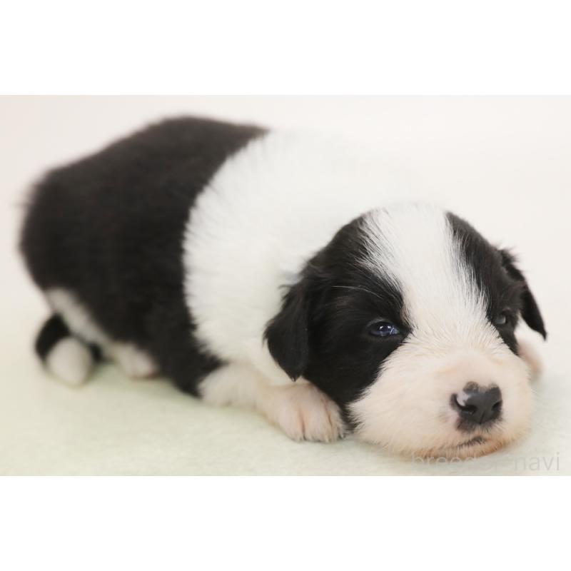 販売中の神奈川県のボーダーコリー-453560の6枚目