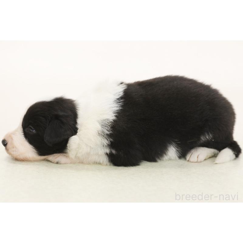 販売中の神奈川県のボーダーコリー-453560の5枚目