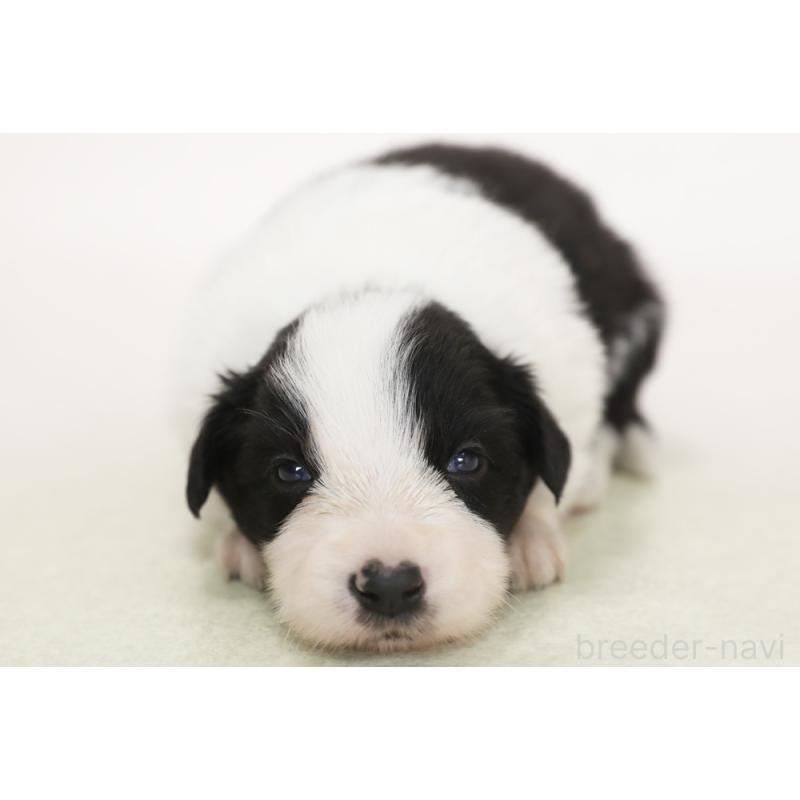 販売中の神奈川県のボーダーコリー-453560の3枚目