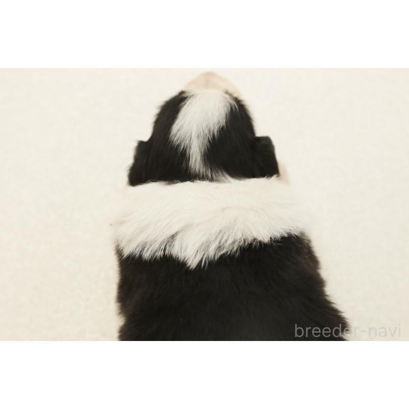 販売中の神奈川県のボーダーコリー-453560の2枚目