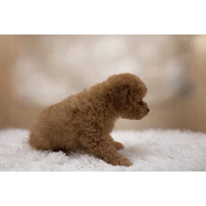 販売中の東京都のマルプー:マルチーズ×トイプードル-453007の2枚目