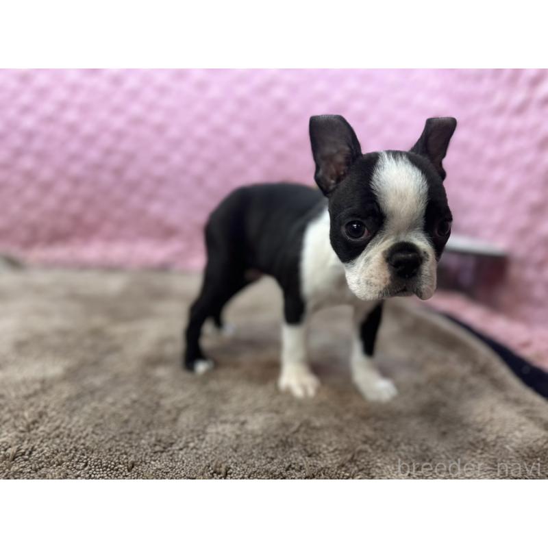 販売中の茨城県のボストンテリア-453561の18枚目