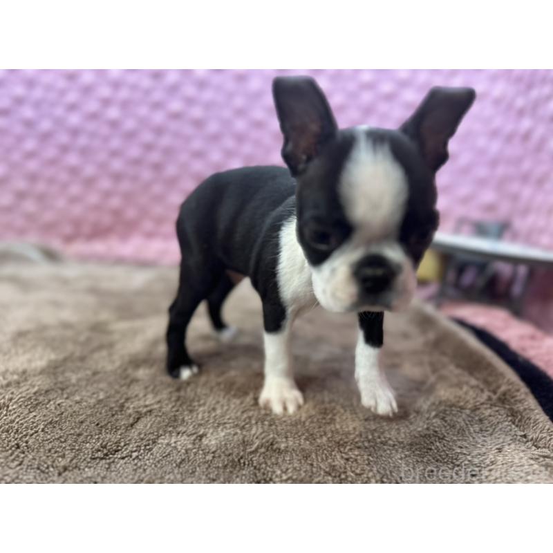 販売中の茨城県のボストンテリア-453561の17枚目