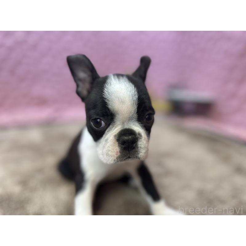 販売中の茨城県のボストンテリア-453561の16枚目