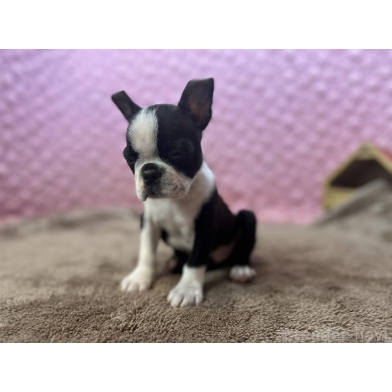 販売中の茨城県のボストンテリア-453561の15枚目