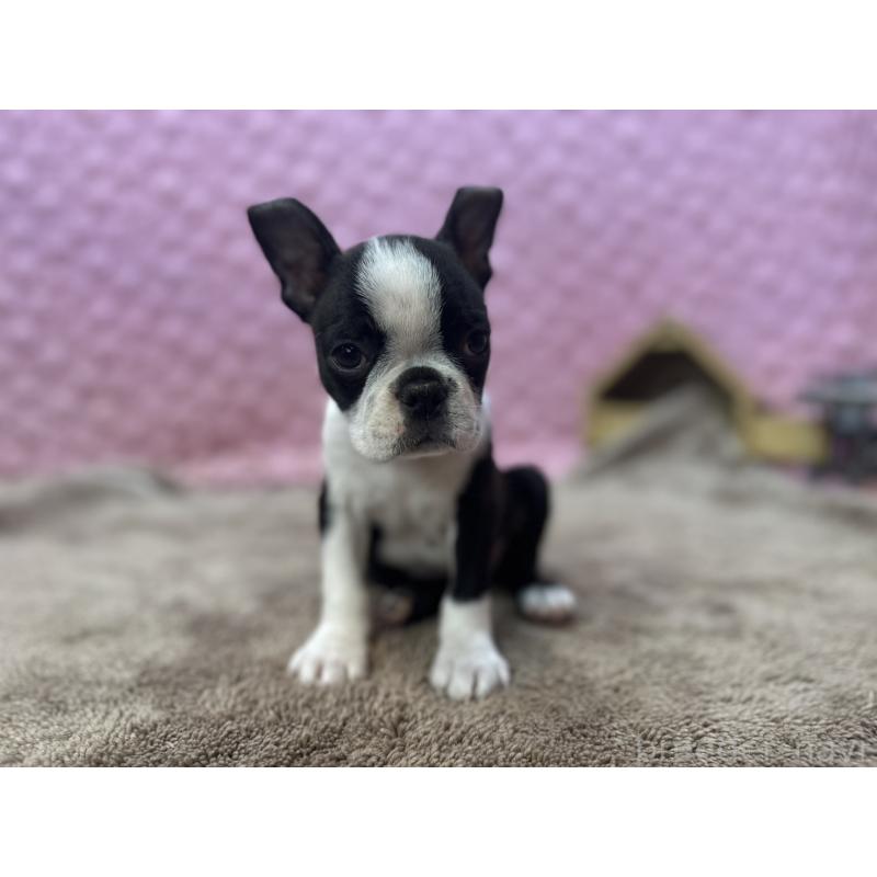 販売中の茨城県のボストンテリア-453561の14枚目