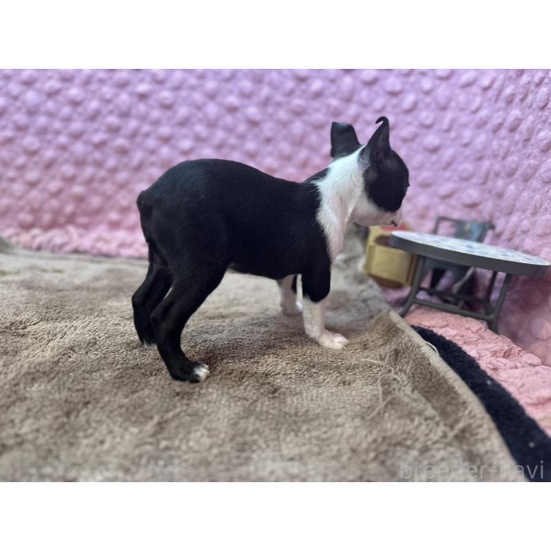 販売中の茨城県のボストンテリア-453561の12枚目