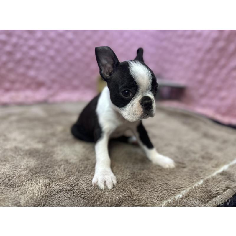 販売中の茨城県のボストンテリア-453561の13枚目