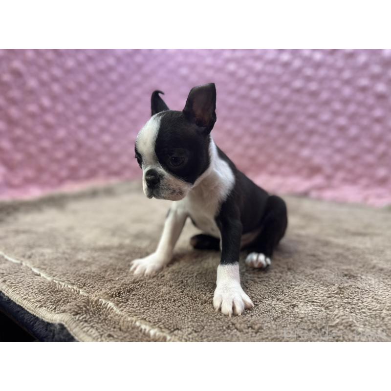 販売中の茨城県のボストンテリア-453561の11枚目