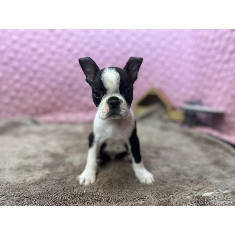 販売中の茨城県のボストンテリア-453561の10枚目