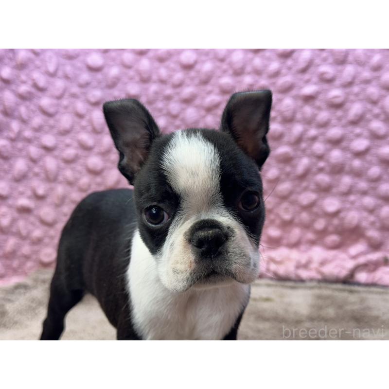 販売中の茨城県のボストンテリア-453561の9枚目