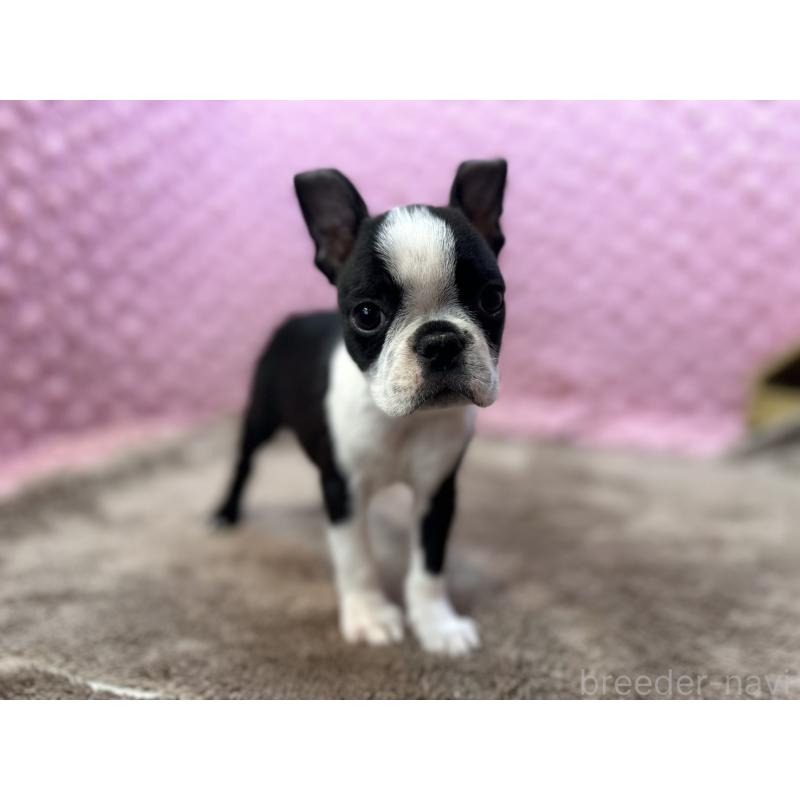 販売中の茨城県のボストンテリア-453561の8枚目