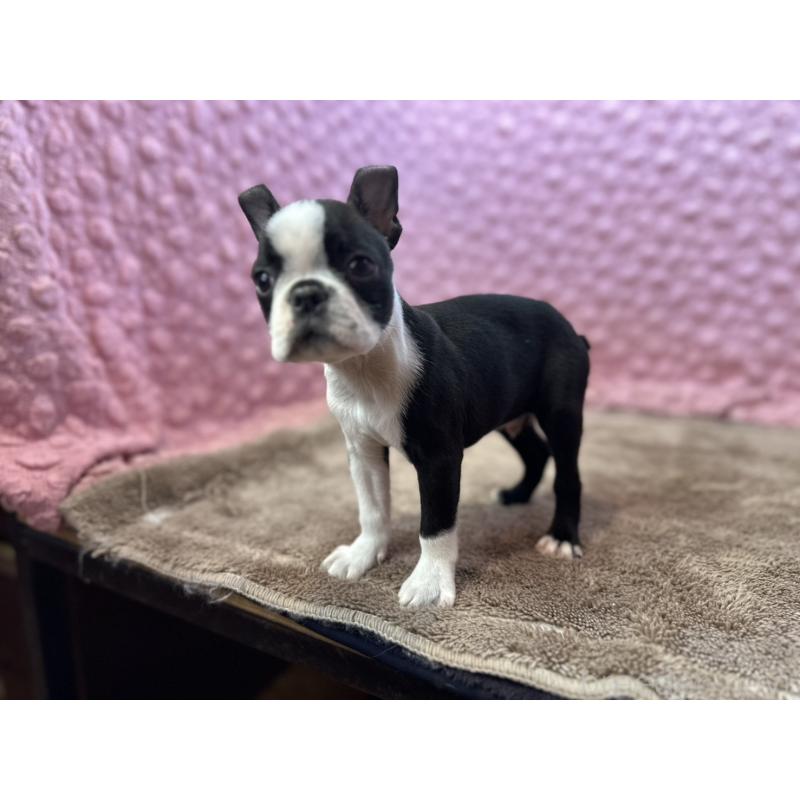 販売中の茨城県のボストンテリア-453561の5枚目