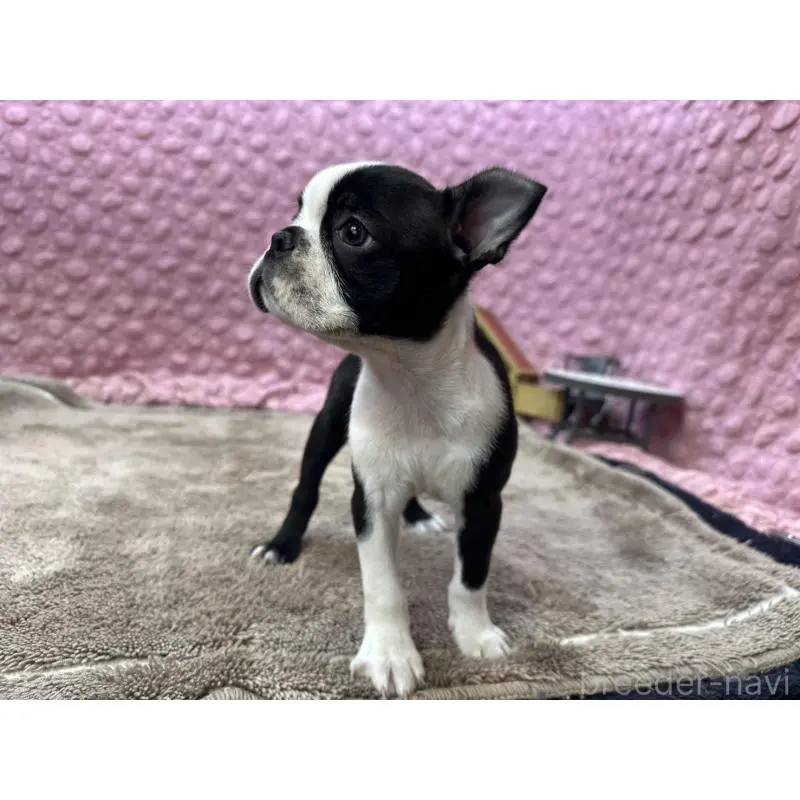 販売中の茨城県のボストンテリア-453561の4枚目