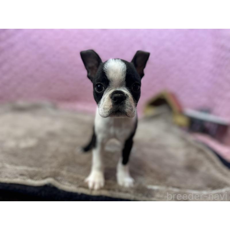 販売中の茨城県のボストンテリア-453561の3枚目