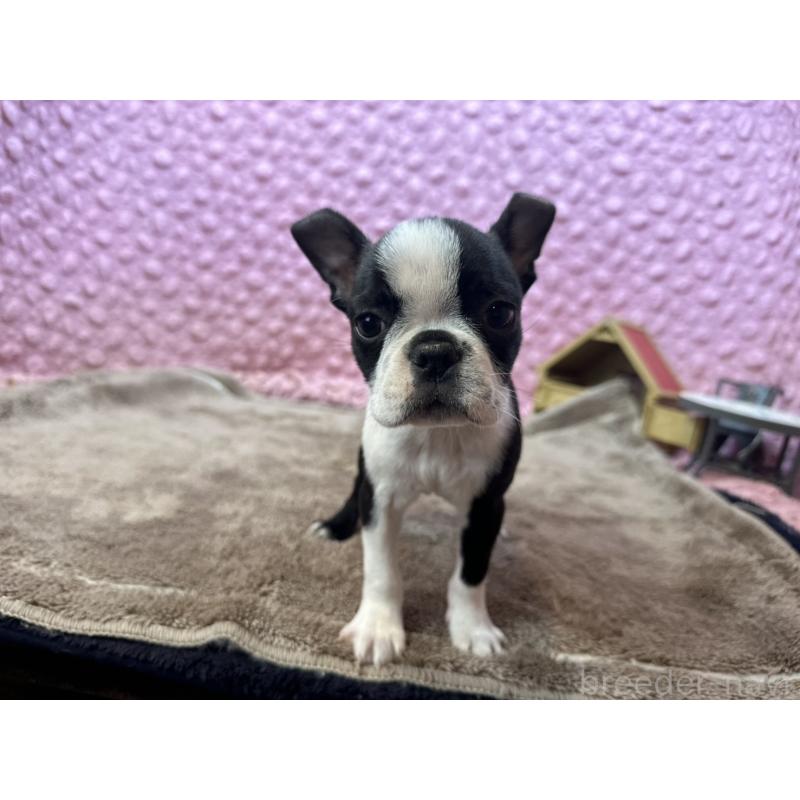 販売中の茨城県のボストンテリア-453561の2枚目