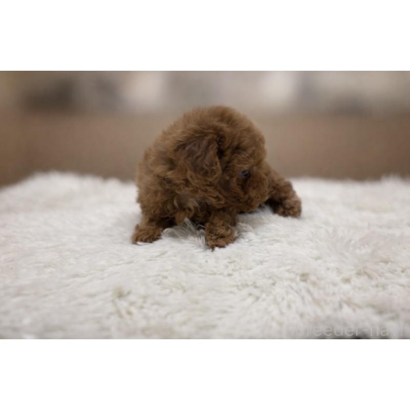 販売中の東京都のティーカッププードル-453010の2枚目