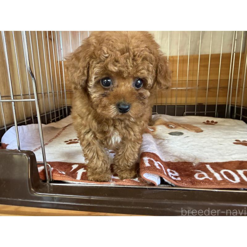 販売中の愛知県のティーカッププードル-447274の3枚目