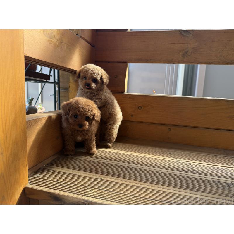 販売中の愛知県のティーカッププードル-447274の2枚目