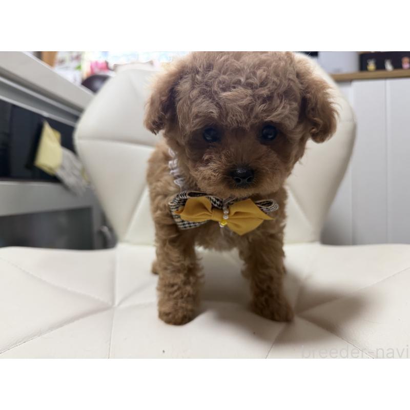 販売中の愛知県のティーカッププードル-447267の3枚目