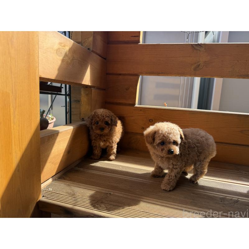 販売中の愛知県のティーカッププードル-447267の2枚目