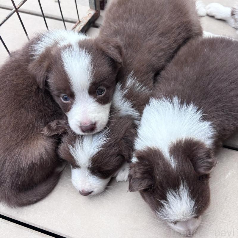 販売中の千葉県のミックス犬-453562の11枚目