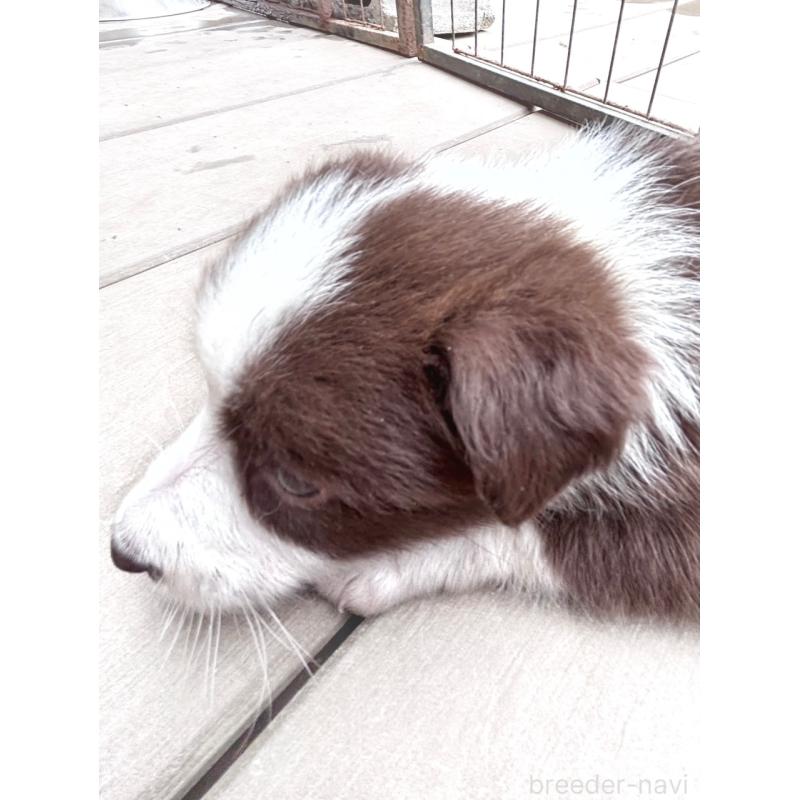 販売中の千葉県のミックス犬-453562の10枚目