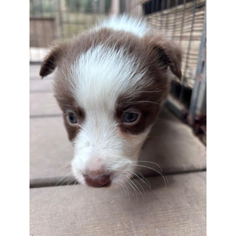 販売中の千葉県のミックス犬-453562の9枚目