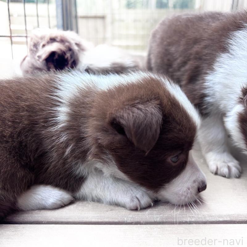 販売中の千葉県のミックス犬-453562の8枚目