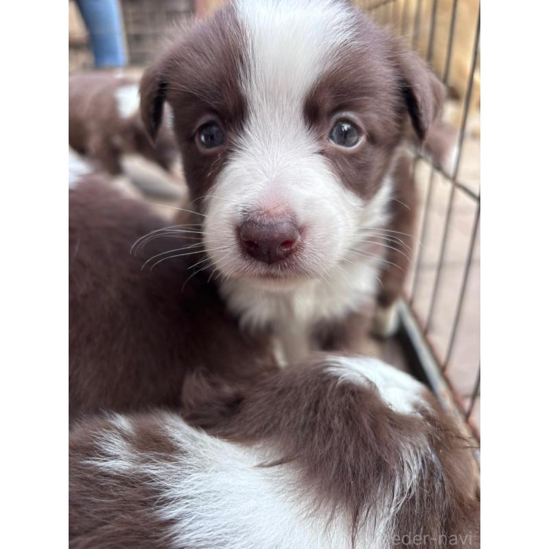 販売中の千葉県のミックス犬-453562の6枚目