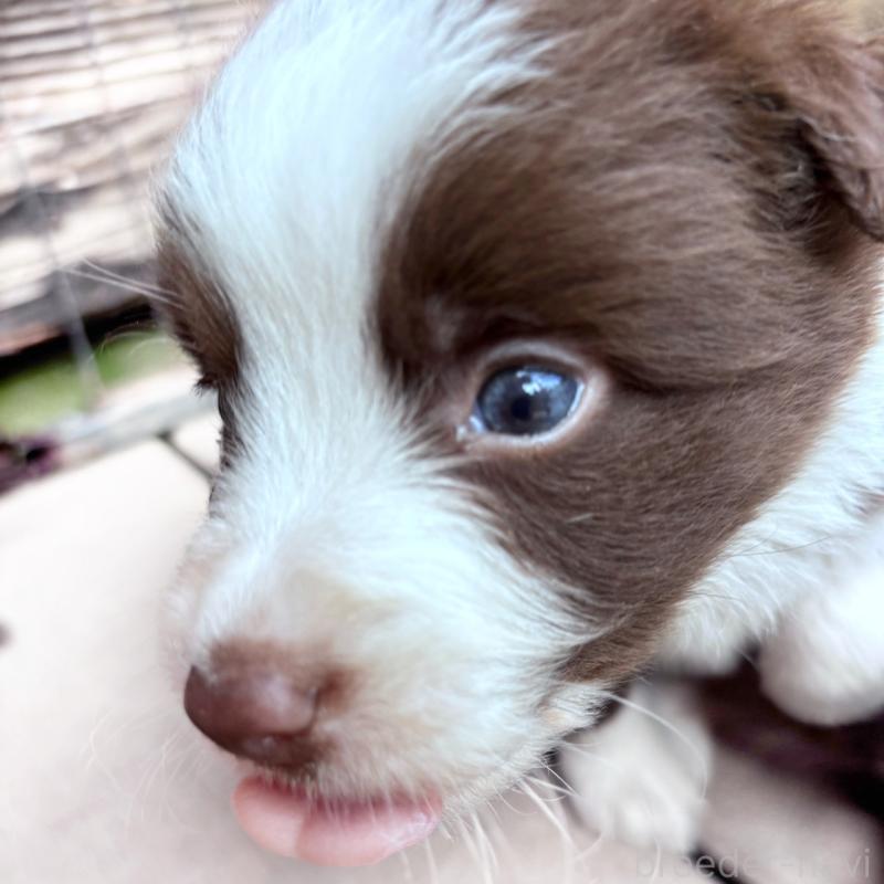 販売中の千葉県のミックス犬-453562の5枚目