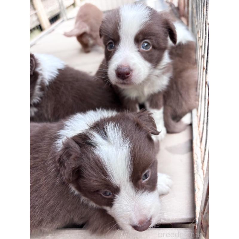 販売中の千葉県のミックス犬-453562の3枚目