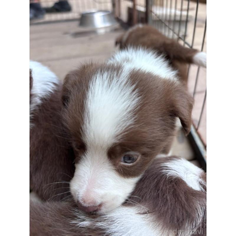 販売中の千葉県のミックス犬-453562の2枚目