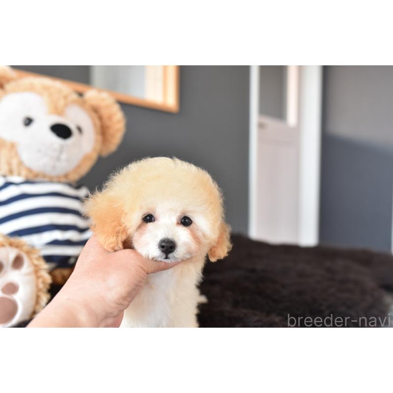 販売中の茨城県のタイニープードル-443237の6枚目