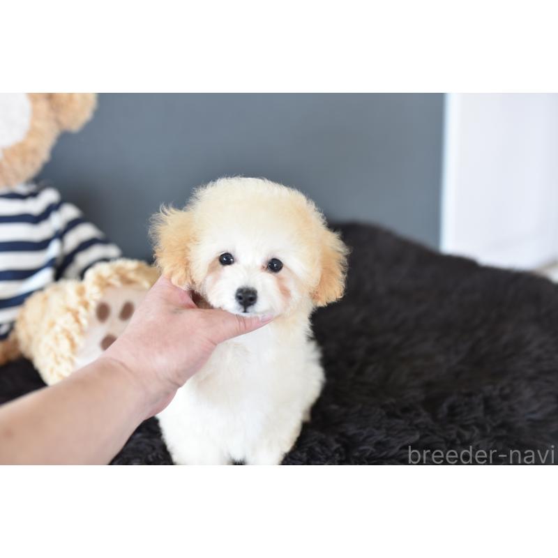 販売中の茨城県のタイニープードル-443237の5枚目