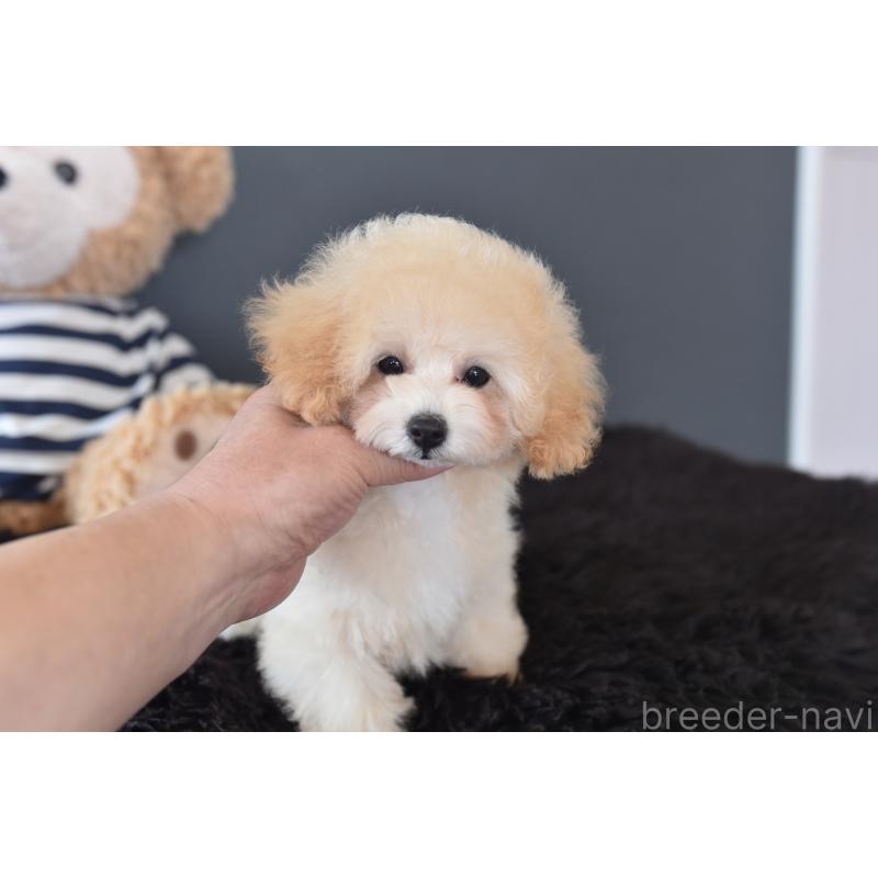 販売中の茨城県のタイニープードル-443237の3枚目